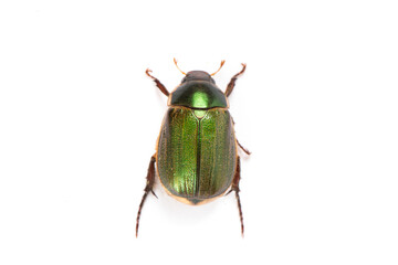 Coleoptera green scarabaeidae beetle isolated white background