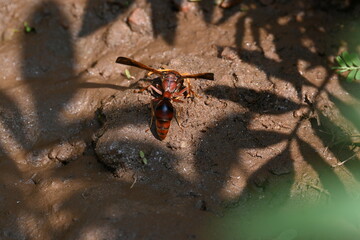 Yellow paper wasp. Its other names  variegated paper wasp and Polistes versicolor. This is...