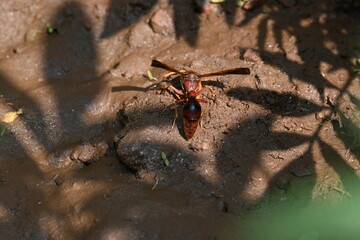 Yellow paper wasp. Its other names  variegated paper wasp and Polistes versicolor. This is...