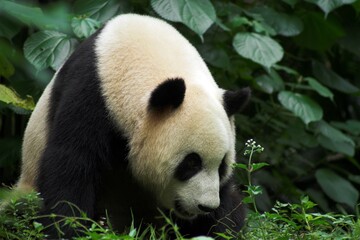 Chiny Guilin 2010 - Panda wielka, Ailuropoda melanoleuca, zwierzę pod ochroną, głowa, zwierzę...