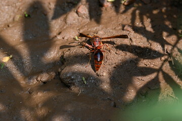 Yellow paper wasp. Its other names  variegated paper wasp and Polistes versicolor. This is...