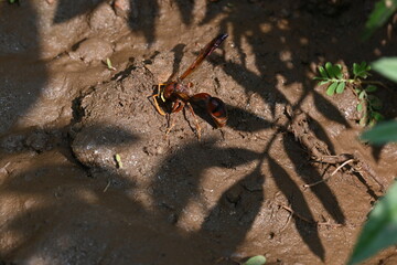 Yellow paper wasp. Its other names  variegated paper wasp and Polistes versicolor. This is a subtropical social wasp within Polistes, the most common genus of paper wasp. Its bite causes a lot of pain
