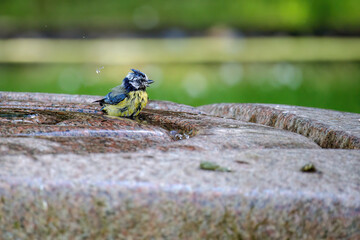 The great tit (Parus major) is a passerine bird in the tit family Paridae. Wildlife scene from...
