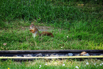 cute young squirrel playing on green meadow at park