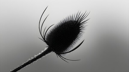 Silhouette of a thistle flower with spiky head, black filled