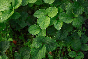 Close-up of healthy strawberry plant leaves covered in morning dew.Top view of fresh green strawberry leaves with water droplets on the edges, strawberries out of focus