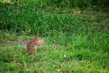 cute young squirrel playing on green meadow at park