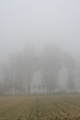 Foggy Morning Over a Field and Trees