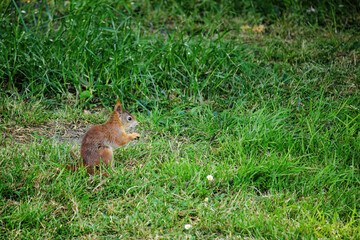cute young squirrel playing on green meadow at park