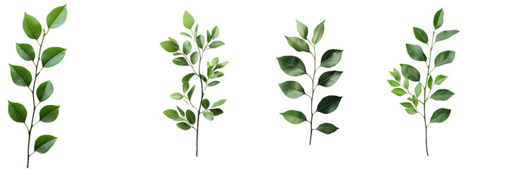 Realistic Green Leaf Branches Set with Transparent Background for Nature and Botanical Designs

