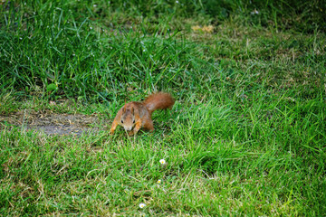 cute young squirrel playing on green meadow at park