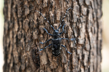 a black longicorn beetle on the tree.