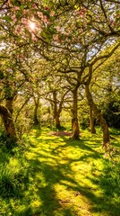 Obraz premium Sunlit Path Through a Blossoming Orchard in Spring. A picturesque scene of sunlight filtering through the branches of flowering apple trees.
