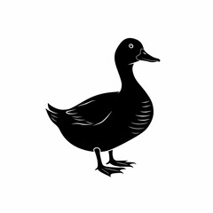 duck isolated on white