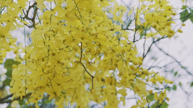Cassia fistula flowers swinging slowly in breeze, captured on a sunny day with beautiful light.