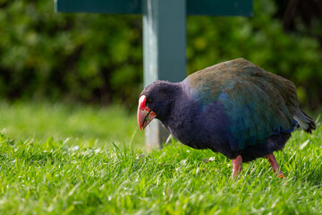 Takahe on the grass