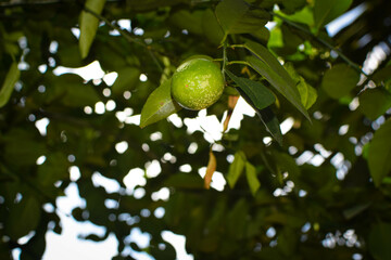Branches of green lime tree with ripe fruits growing in orchard on summer day. Fresh oranges are hung from trees at an orange orchard with with Bokeh background. green fresh lime in dark lime tree