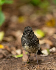 North Island Robin on the ground