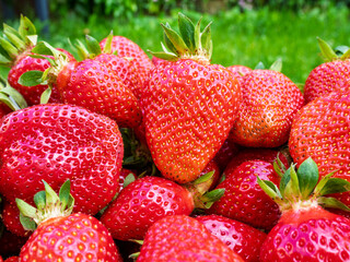 Pile of fresh harvested ripe strawberries (Fragaria × ananassa). Full frame. Harvesting stravberry red fruit with green leaves. Organic farming, healthy food, BIO viands, back to nature concept.