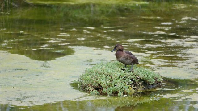 Brown duck preening feathers on a small island in a marsh in slow motion