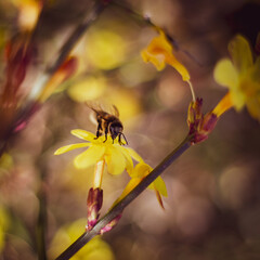 l'abeille
