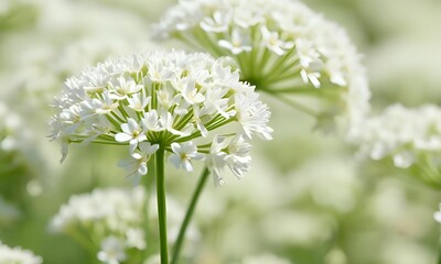 Flower wallpaper background