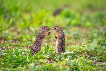 two small baby speckled ground squirrels get acquainted and play on a green meadow