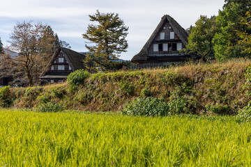 Obraz premium Traditional gassho zukuri farmhouses in Ainokura, Japan behind a lush green rice field, highlighting rural lifestyle and vernacular mountain architecture