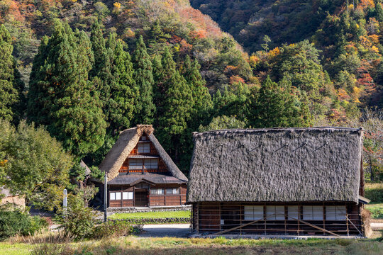 Traditional gassho-zukuri houses in Suganuma village, Nanto, Japan with steep thatched roofs surrounded by cedar trees and autumn forested hills