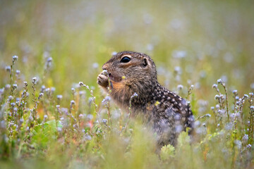 Little baby spotted ground squirrel sniffing blue forget-me-nots in a blooming meadow