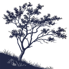 barberry silhouette vector