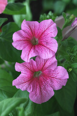 Close-up of purple petunia flower with visible veins.  Flowering plant and spring gardening concept. Vertical photo.