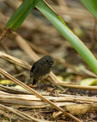 North Island Robin on the ground