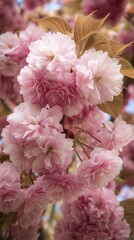 Close Up of Delicate Pink Cherry Blossoms in Full Bloom.