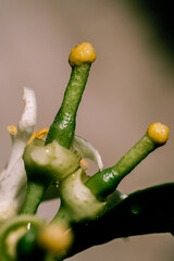 Close up of citrus flower after blooming phase with visible pistils and developing ovary. Natural daylight highlights textures and details of the reproductive structures