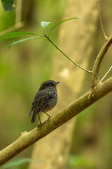 North Island Robin on a branch