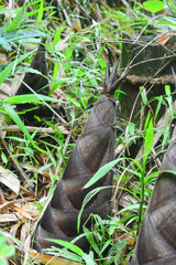 Obraz premium Young bamboo shoots or young bamboo plants that are still in dense forests