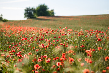 Poppies in the field