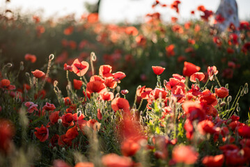 Poppies in the field