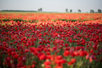 Poppies in the field