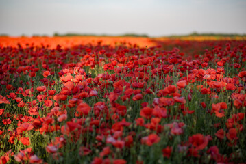 Poppies in the field