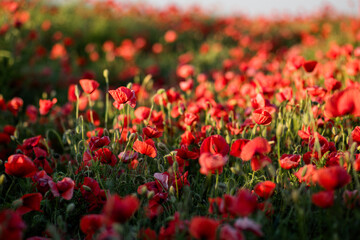 Poppies in the field