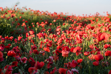 Poppies in the field