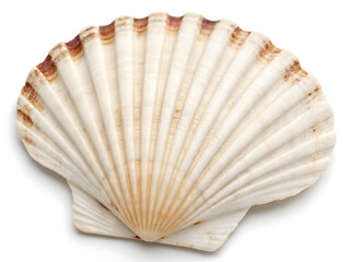 A single scallop shell with ridges and a pale coloration isolated on a white background surface view