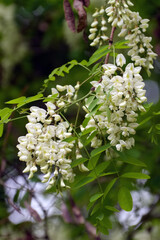 the color of a blooming acacia tree