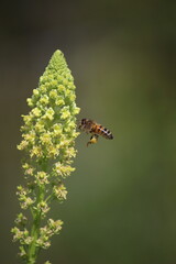 Honey Bee on Wild Mignonette