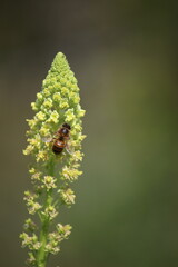 Honey Bee on Wild Mignonette