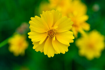 high-angle view of the tickseed flower in the garden