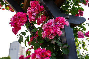 climbing roses in the park
