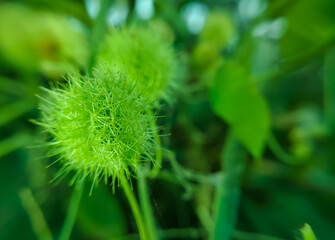 close up of rambusa or ermot fruit (Passiflora foetida) in the outdoor garden